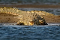 Krokodyl nilsky - Crocodylus niloticus - Nile Crocodile o2848